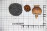 Click for 1 image(s) for this accession. Image